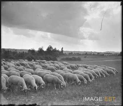 Troupeau de moutons (Portieux)